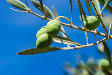 Oliven Öl Frucht Grün Olivenbaum Zweig