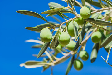 Olives