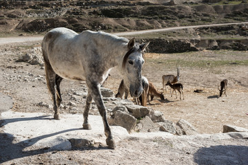 Horse at Safari park in Spain