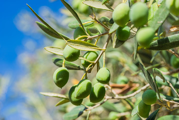 Oliven Baum Zweig Früchte Grün