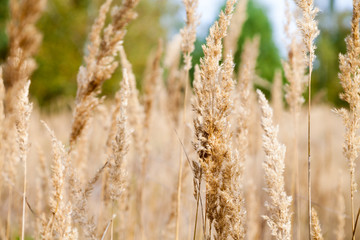Fototapeta premium braunes Gras an einem Wald