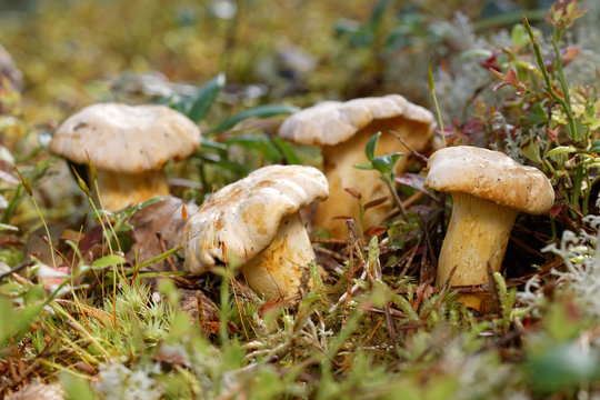 Group of chantarelles in moss