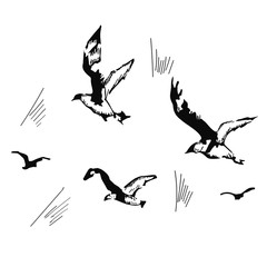 flying seagulls, hand drawn, vector illustration