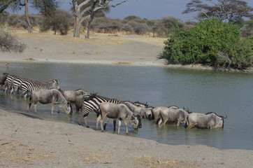 Fototapeta na wymiar Zèbre et gnou qui boivent en Afrique dans la savane