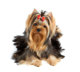 Dog with red bow
