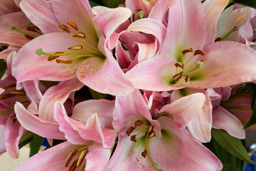 Fototapeta na wymiar Bunch of beautiful lilies