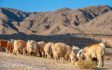 Sheeps grazing on a hill