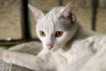 Gato blanco recostado