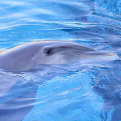 Fototapeta premium Regard de dauphin