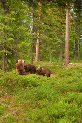 Brown bear suckling cubs in forest