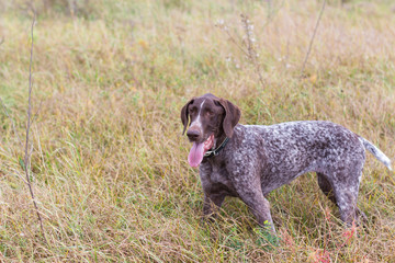 A dog stands in a field in the grass