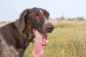 happy dog in a field