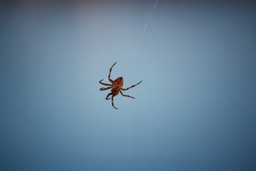 Spider