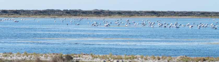 Flamants roses