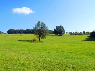 Fototapeta premium Deciduous tree on big green meadow and deciduous forest in background, blue sky with small white cloud in wild nature during day
