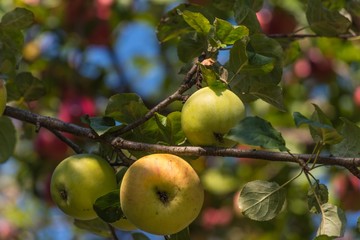 Frische Äpfel am Baum