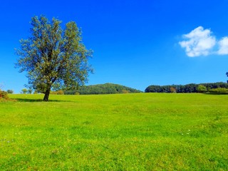 Obraz premium Deciduous tree on big green meadow and deciduous forest in background, blue sky with small white cloud in wild nature during day