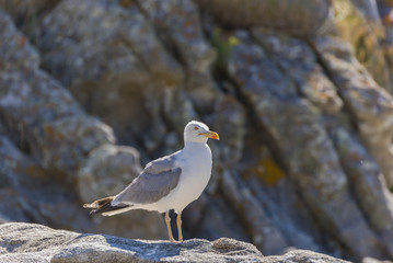 Gaviota argentea.