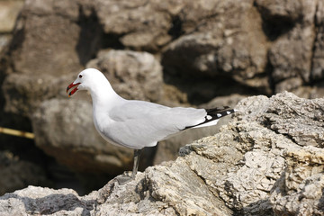 Möwe