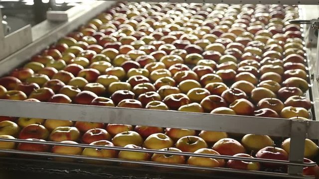 Apples on a sorting table in a warehouse