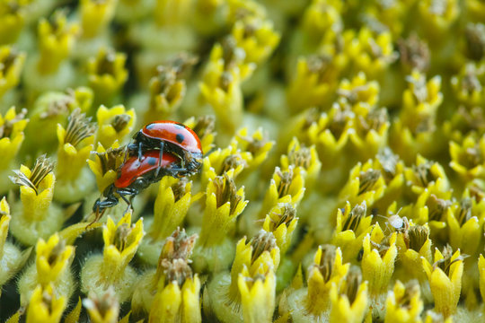 Two ladybugs making love on sunflower seeds