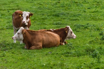 Kühe im Gras auf der Weide