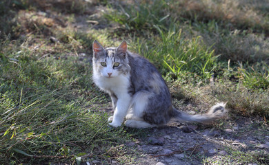 Kitten stood up. You need to go and hunt