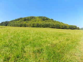 Meadow and deciduous forest in wild nature
