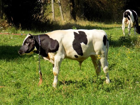 Cow grazing on meadow on farm