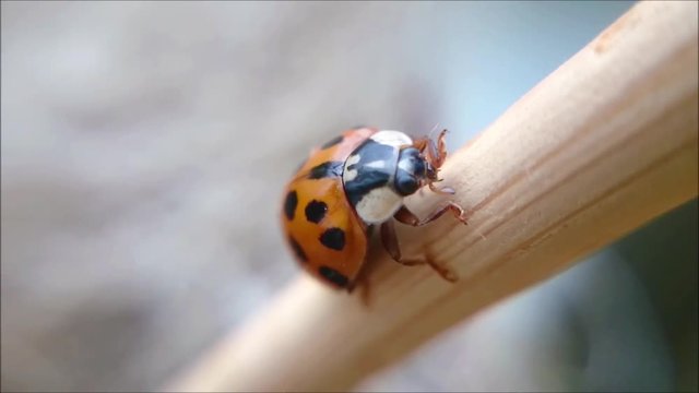 Ladybug on wooden stick from very closeup view, cleaning itself and than climbing up