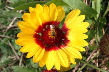 Bee at Gaillardia pulchella