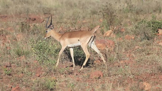 Impala, Aeplyceros melampus, single mammal,  South Africa, August 2016