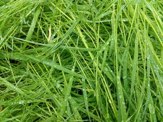 Green spring grass with rain drops