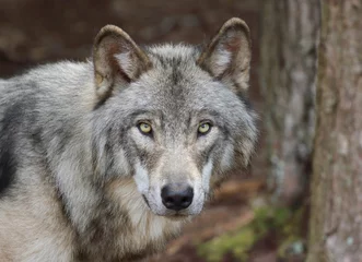 Papier Peint photo Lavable Loup loup gris en foret