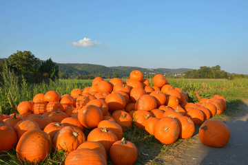 Kürbise