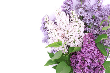 Lilac blossom isolated on white background with empty space for 