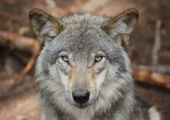 gros plan d un loup