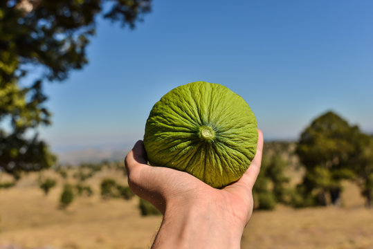 Elimde kavun