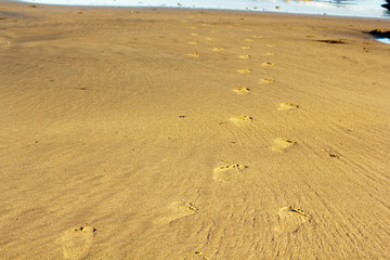 Footprints in the sand on Polzeath beach