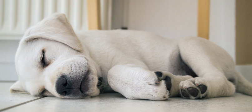 Schlafender Hund - Kleiner süßer Labrador Retriever Welpe ist müde