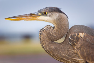 A great blue heron in profile with background out of focus