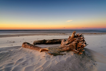 Tree root on the sandy beach at sunset time near Jantar village in Poland.