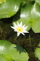 Lily in the pond