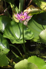 Lily in the pond