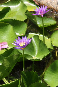 Lily in the pond