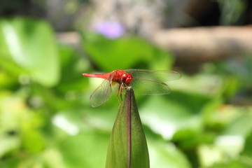 Dragonfly