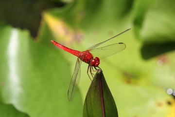 Dragonfly