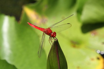 Dragonfly