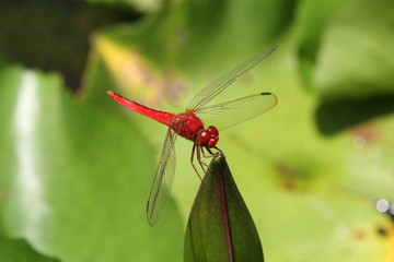 Dragonfly