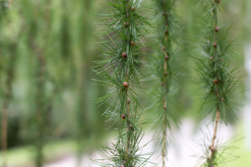conifer plant and background